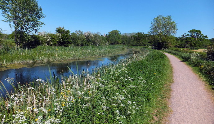 Photo of flowers and grassy banks alongside the Grand Western Canal and tow path