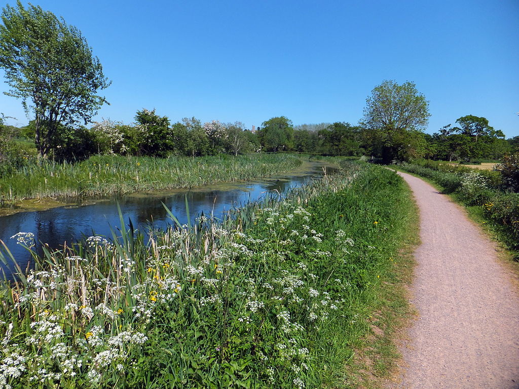 Photo of flowers and grassy banks alongside the Grand Western Canal and tow path