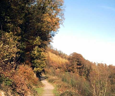 Photo of a path through woodland and heathland at Abbeyford Woods