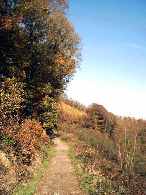 Photo of a path through woodland and heathland at Abbeyford Woods