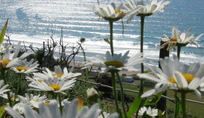 Photo of Ox-eye daisies on cliffs above the sea at Baggy Point