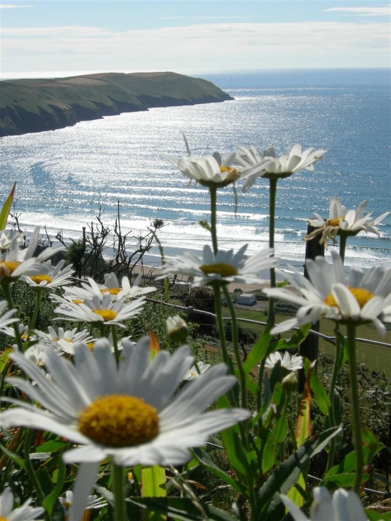 Photo of Ox-eye daisies on cliffs above the sea at Baggy Point