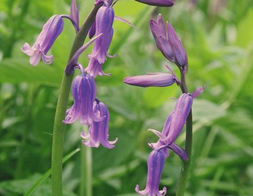 Photo of bluebells