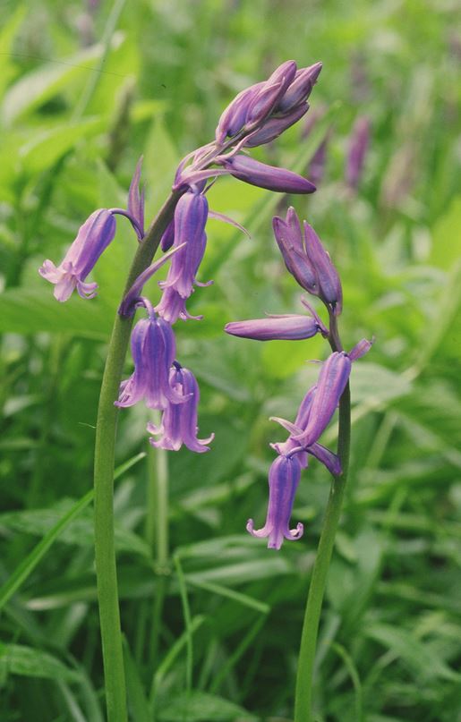 Photo of bluebells