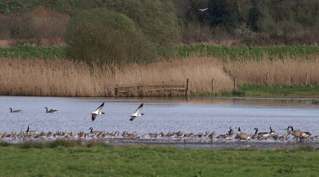 Photo of geese on a lake in marshes