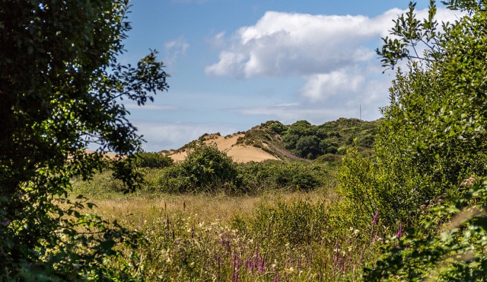 Photo across a dune slack to sand dunes in the background