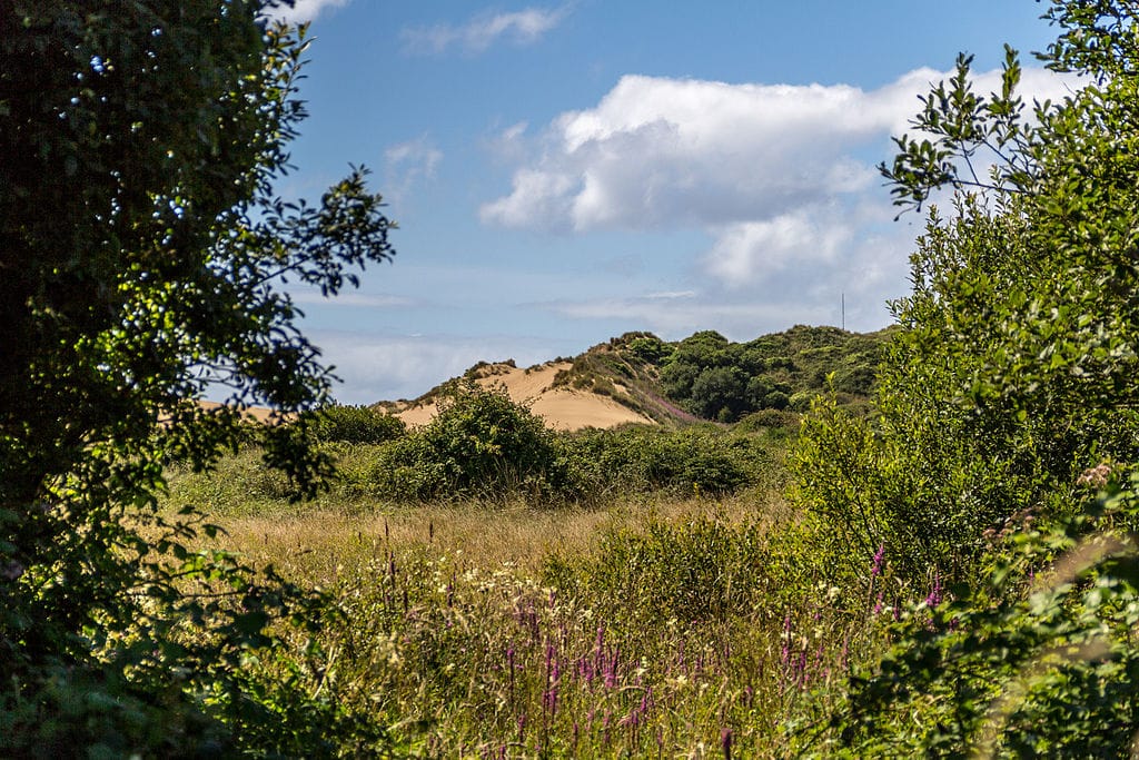 Photo across a dune slack to sand dunes in the background