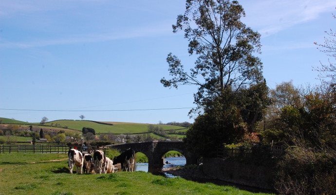 Photo of fields alongside a river with cows and a bridge in the background