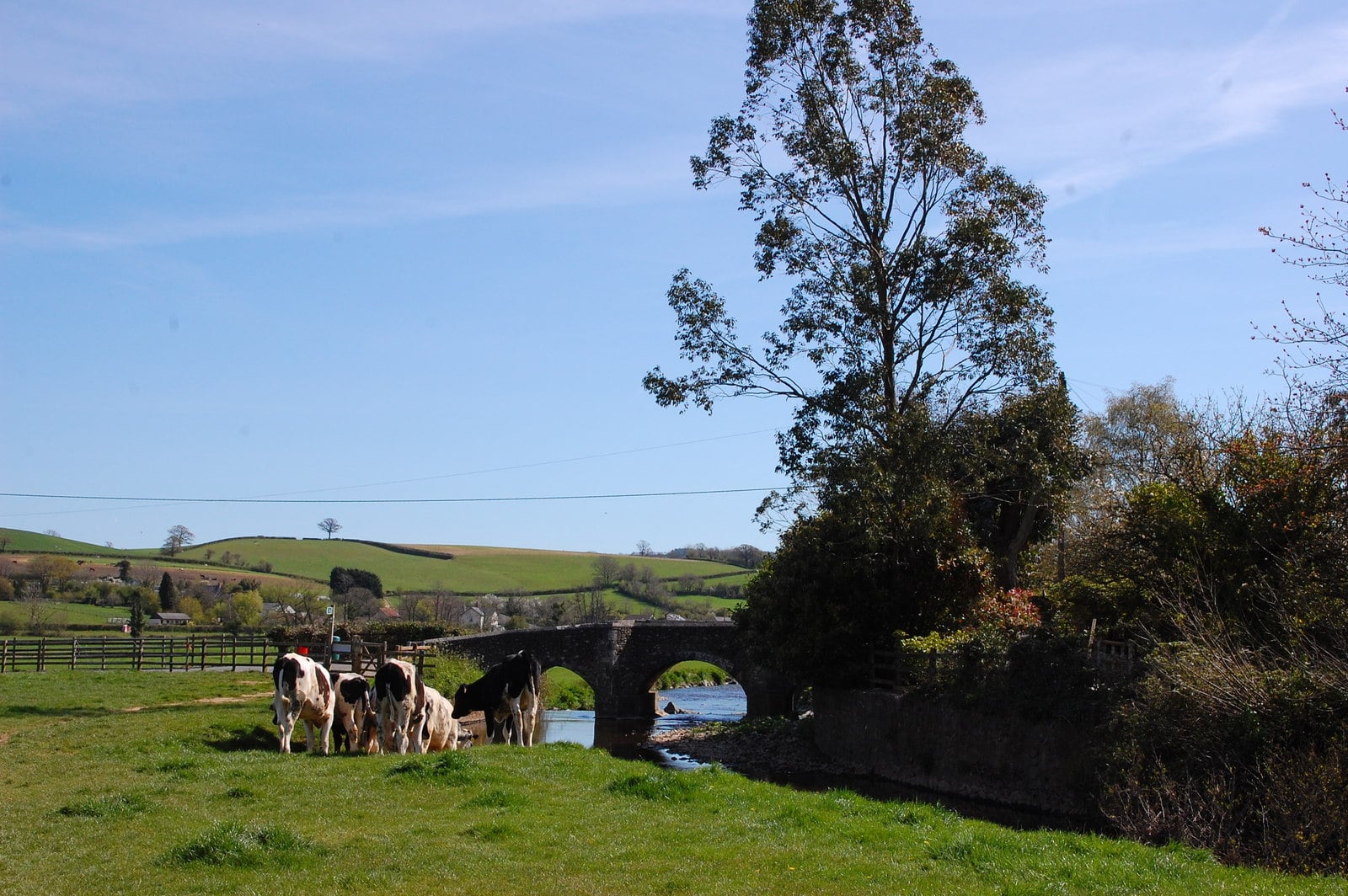 Photo of fields alongside a river with cows and a bridge in the background