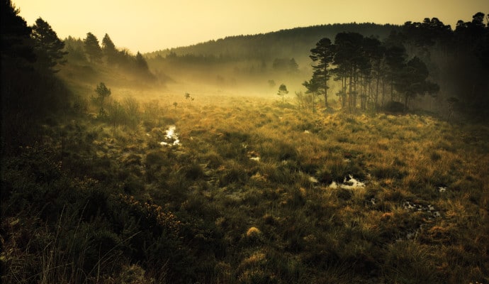 Photo of mist over heathland