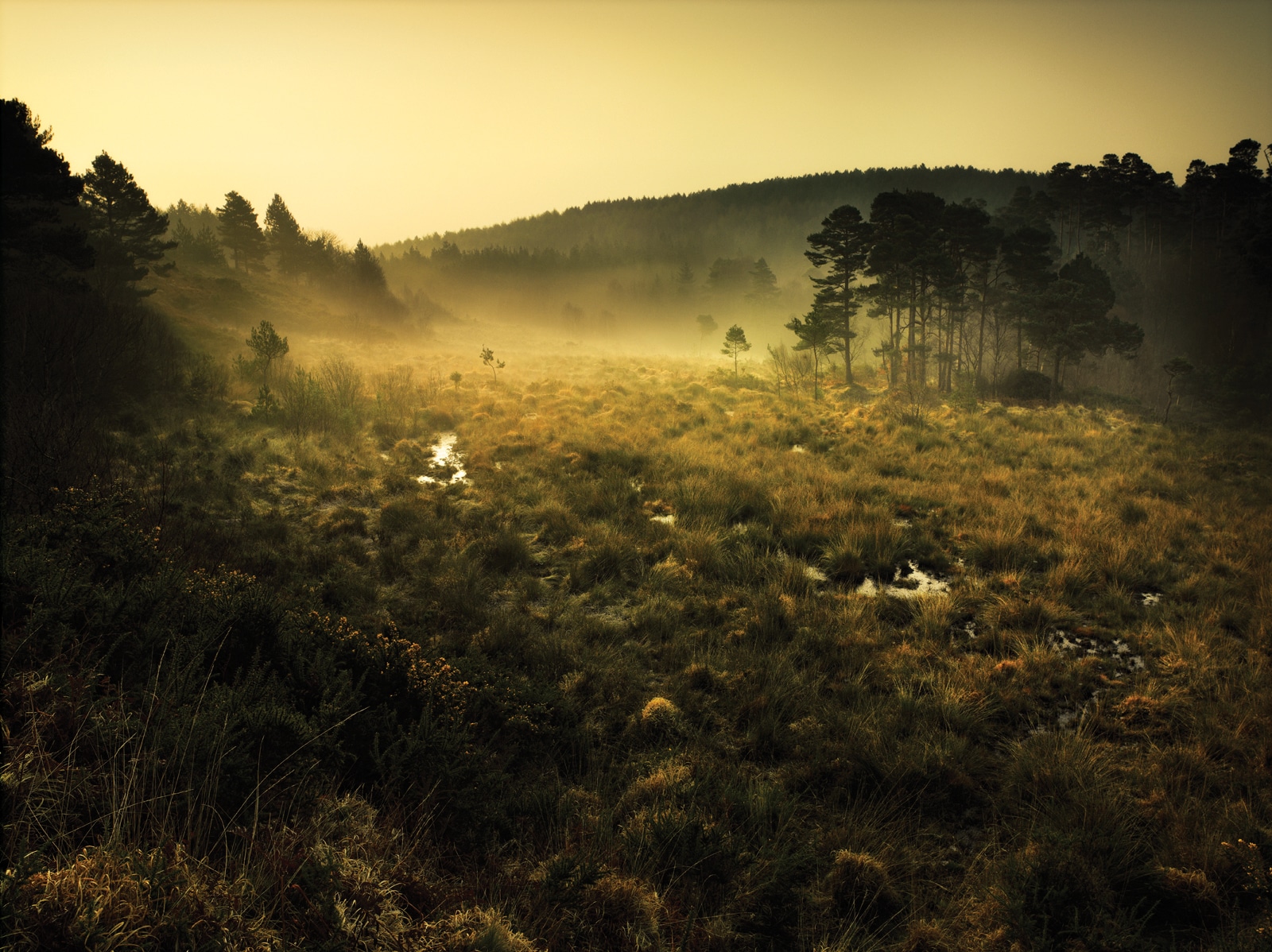 Photo of mist over heathland