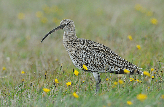 Photo of a curlew in grassland