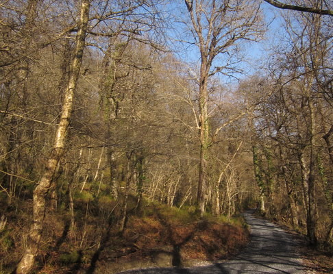 Photo of a trail through woodland at Yarner Woods