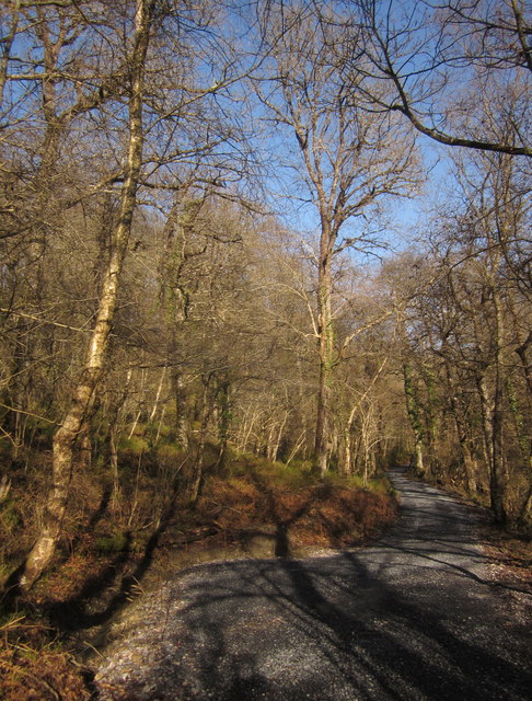 Photo of a trail through woodland at Yarner Woods