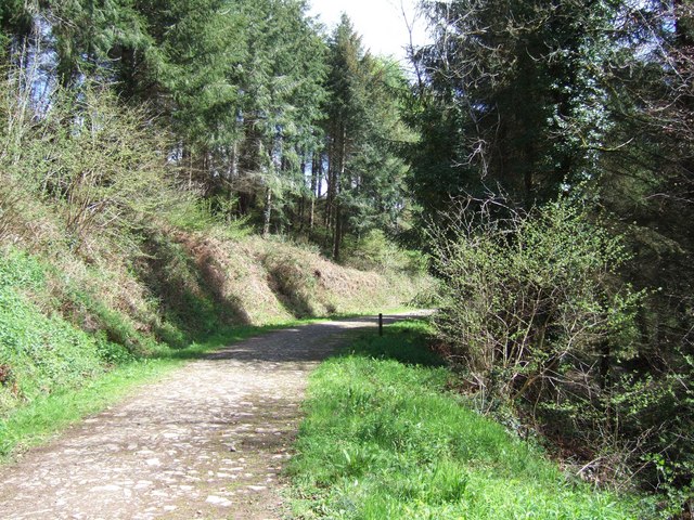 Photo of a track through woodland at Eggesford Forest