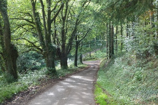 Photo of a quiet lane between trees on the Exe Valley Way