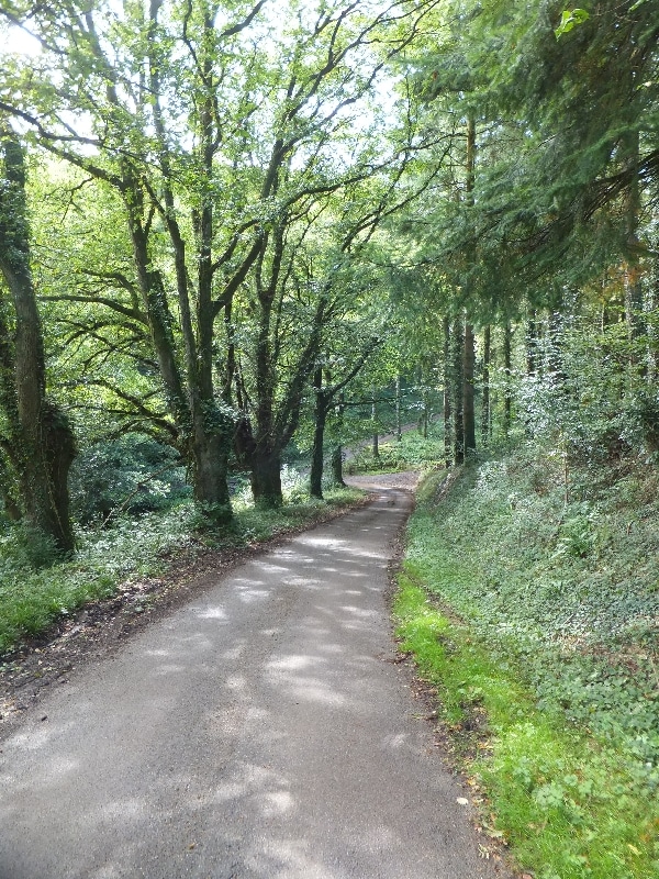 Photo of a quiet lane between trees on the Exe Valley Way