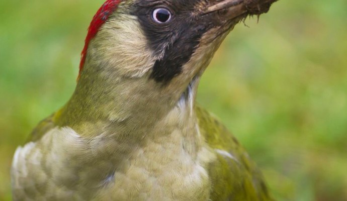 Photo of a green woodpecker