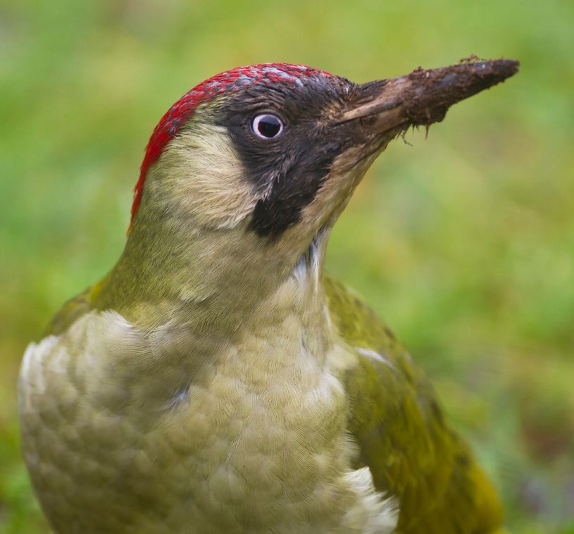 Photo of a green woodpecker