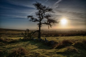 Photo of a tree at Haytor Quarry with low sun behind