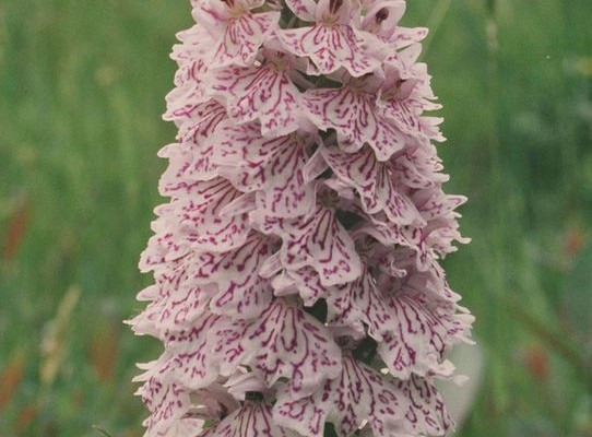 Photo of a heath spotted orchid