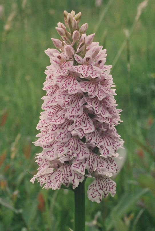 Photo of a heath spotted orchid