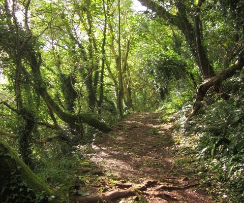 Photo of a trail through woodland