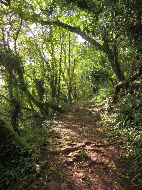 Photo of a trail through woodland