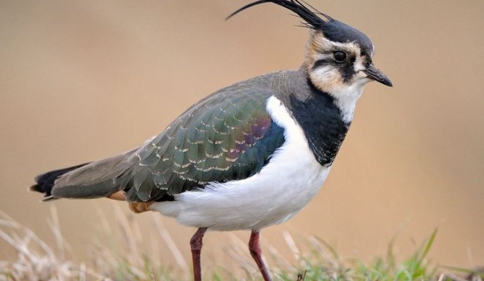 Photo of a lapwing