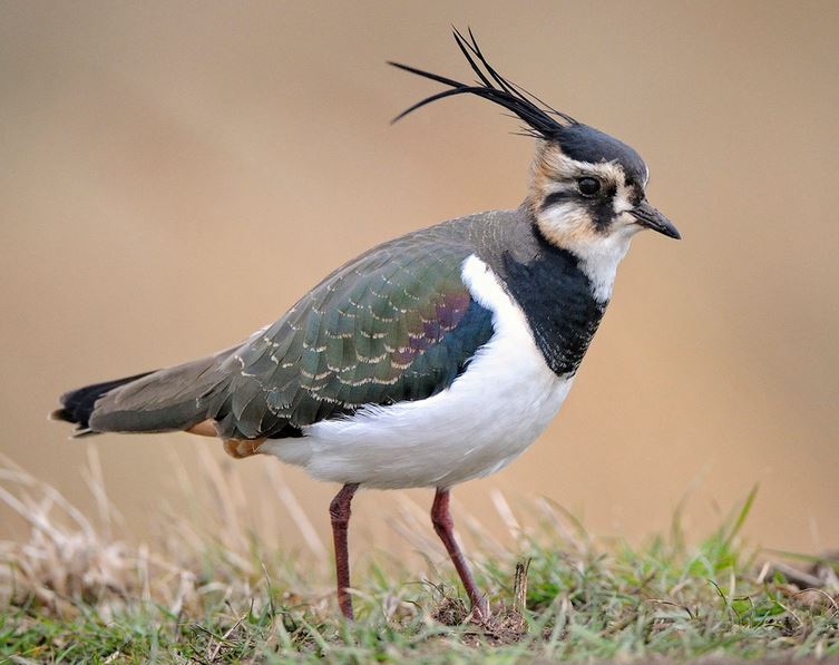 Photo of a lapwing