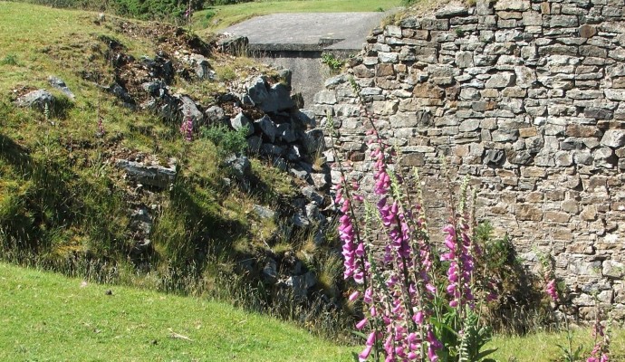 Photo of foxgloves in front of an old stone wall with the viaduct in the background at Meldon