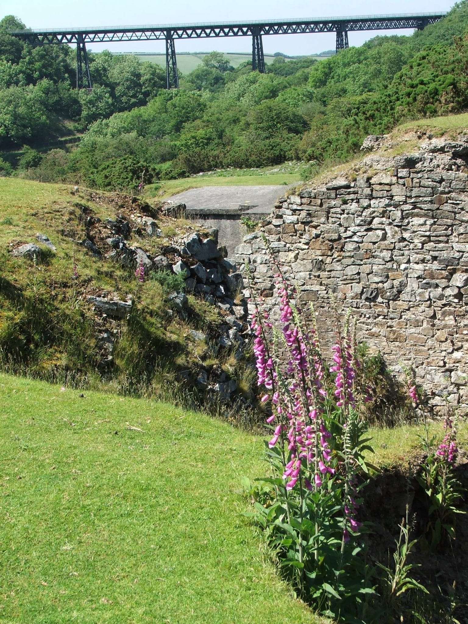 Photo of foxgloves in front of an old stone wall with the viaduct in the background at Meldon