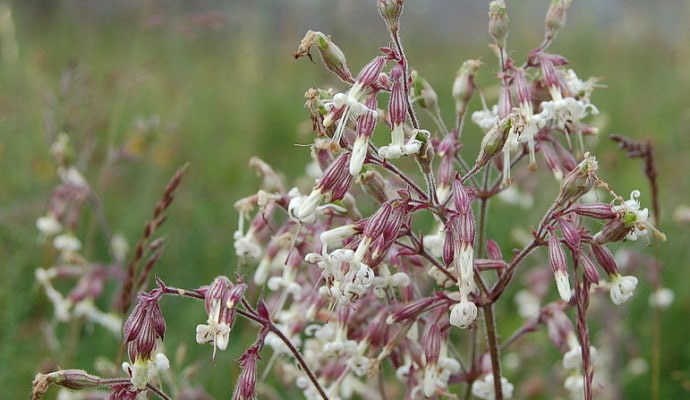 Photo of white grassland flowers