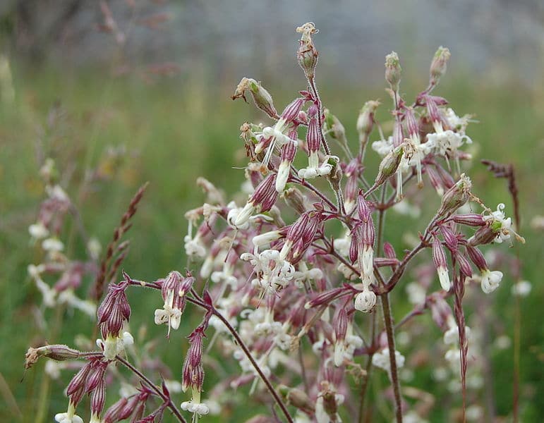 Photo of white grassland flowers