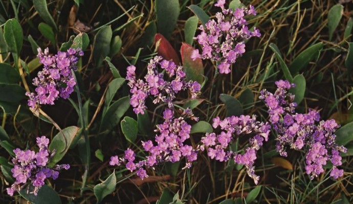 Photo of the pink flowers of sea lavender