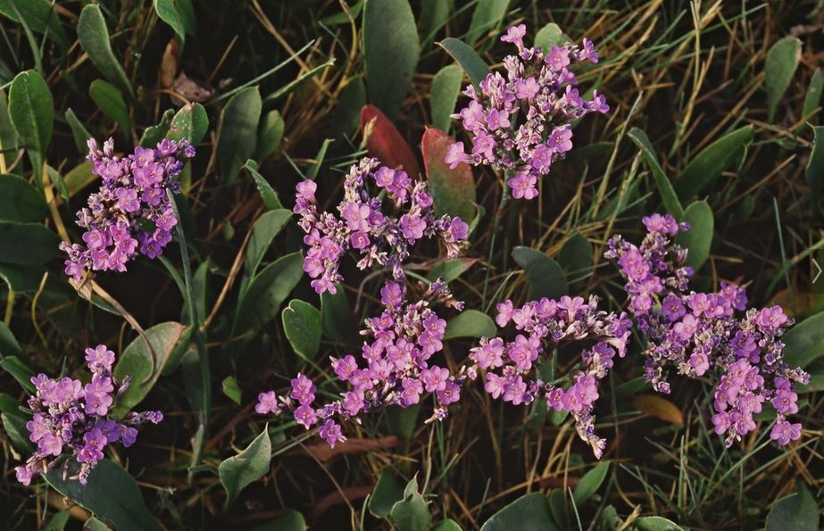 Photo of the pink flowers of sea lavender