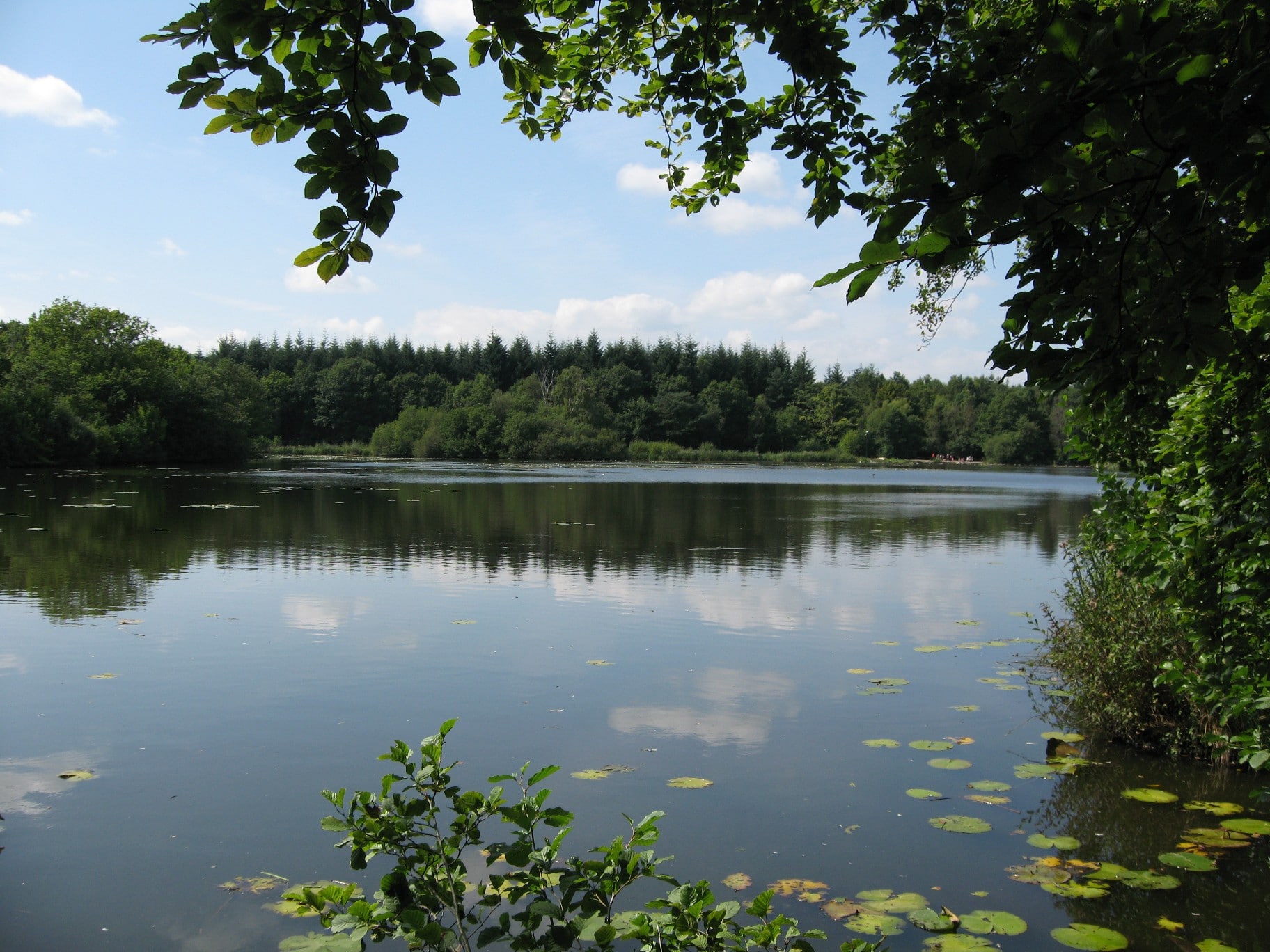 Photo looking out over Stover Lake through trees