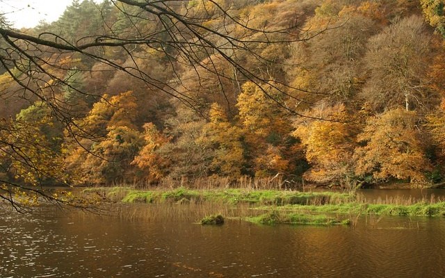 Photo of a view across the River Tamar to woodlands in Autumn