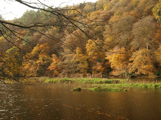 Photo of a view across the River Tamar to woodlands in Autumn