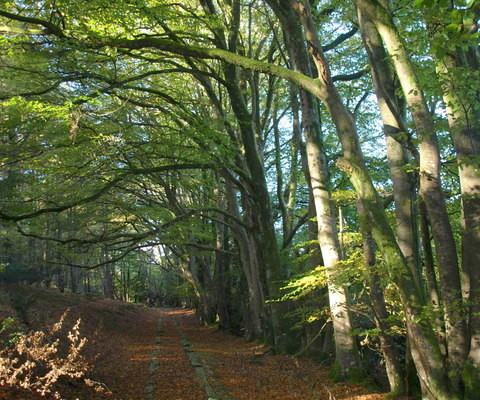 Photo of a trail through beech woodland in spring