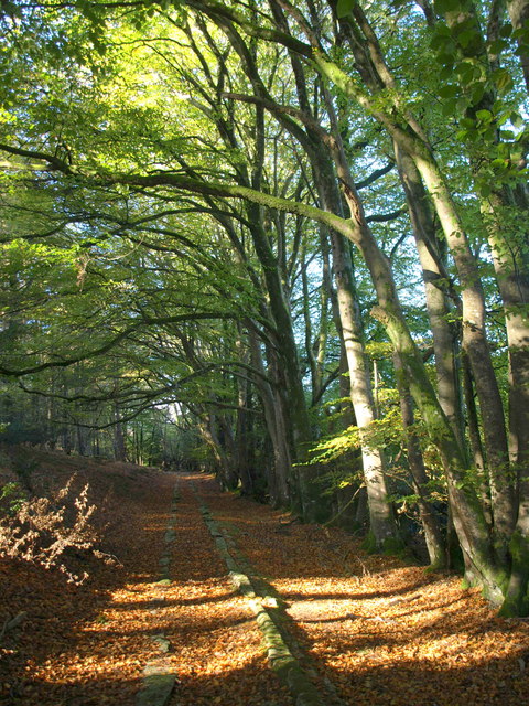 Photo of a trail through beech woodland in spring