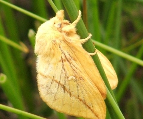 Photo of a drinker moth