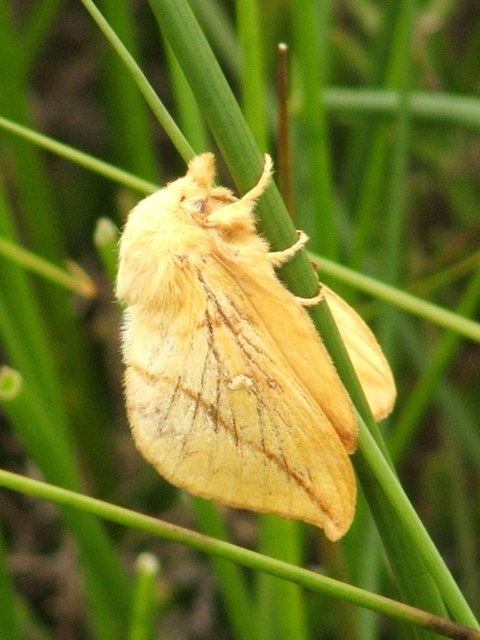 Photo of a drinker moth