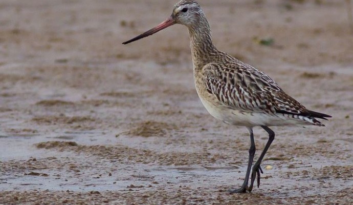 Photo of a bar-tailed godwit wading on mud