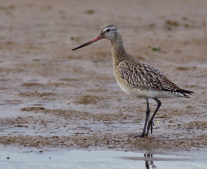 Photo of a bar-tailed godwit wading on mud