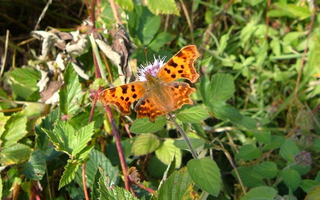 Photo of a comma butterfly on vegetation at Andrews Wood