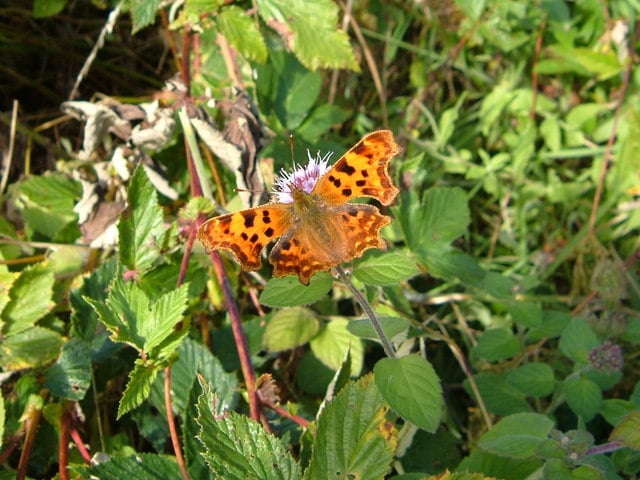 Photo of a comma butterfly on vegetation at Andrews Wood