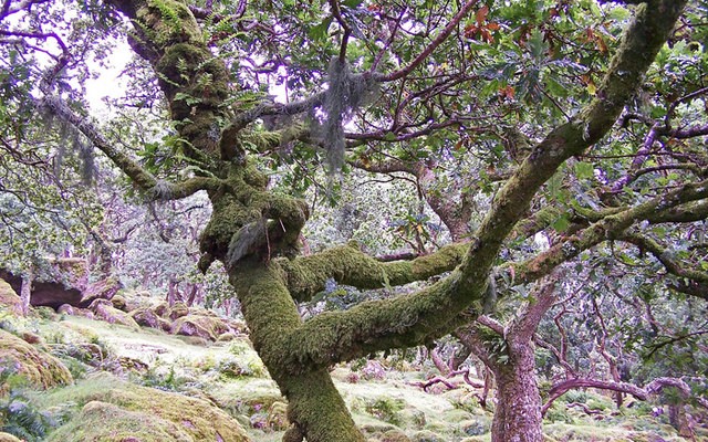 Photo of lichen on trees and rocks at Black-a-Tor Copse, Okehampton