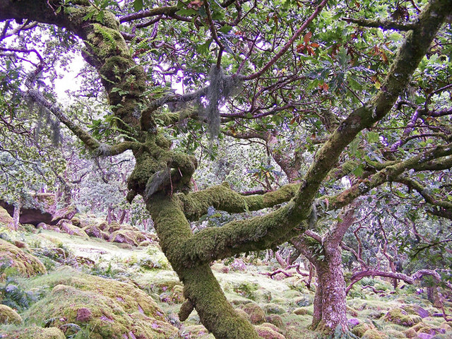 Photo of lichen on trees and rocks at Black-a-Tor Copse, Okehampton