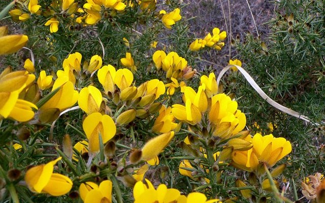 Photo of gorse flowers